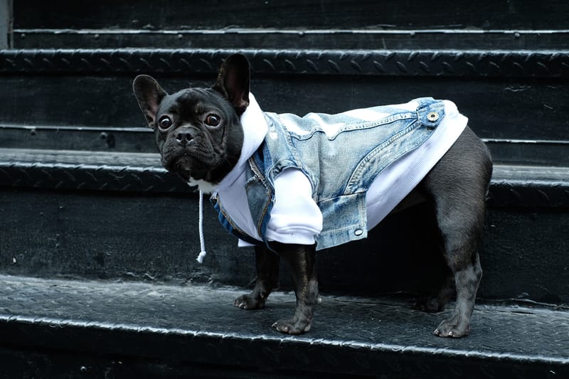 hypebeast clothes for dogs