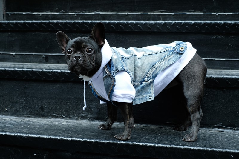 Pawkier Streetwear collection line drop dog puppy pupper doggo yeezy off-white anti social social club hoodie