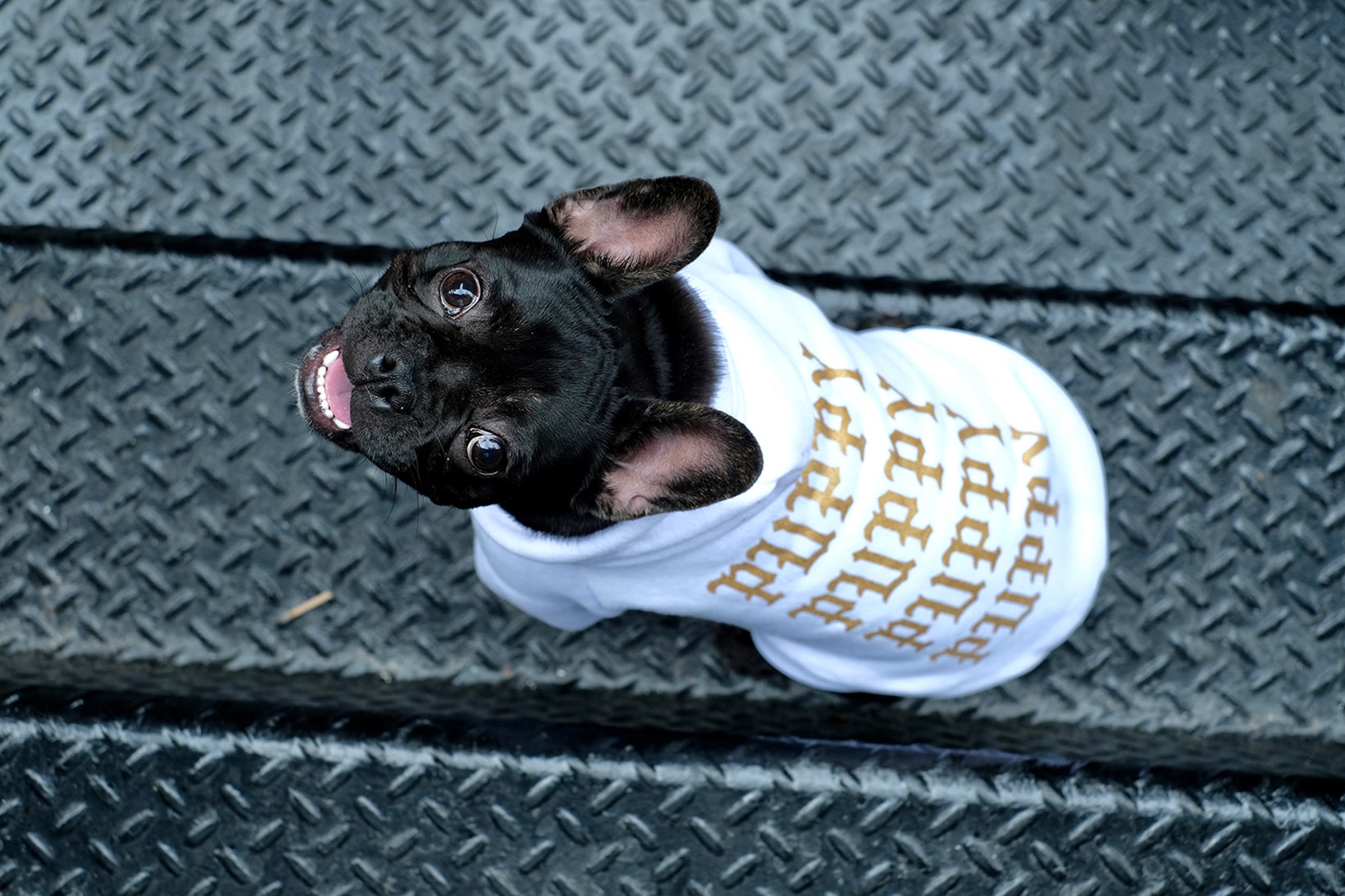 Pawkier Streetwear collection line drop dog puppy pupper doggo yeezy off-white anti social social club hoodie
