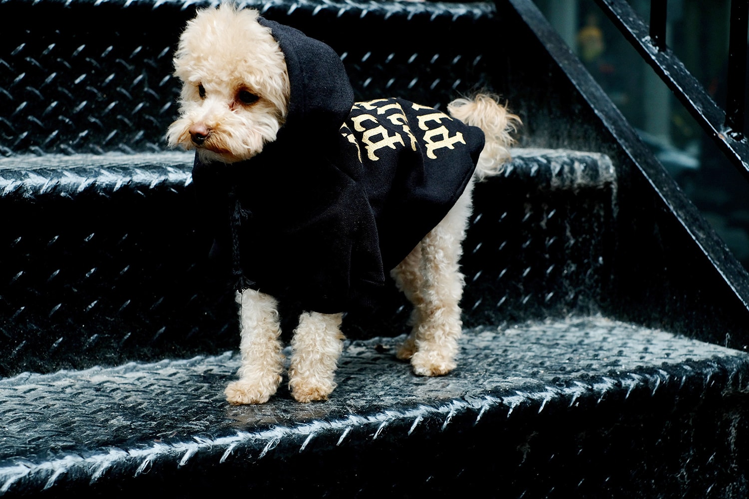 Pawkier Streetwear collection line drop dog puppy pupper doggo yeezy off-white anti social social club hoodie
