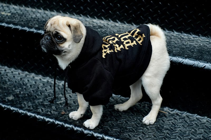 hypebeast clothes for dogs