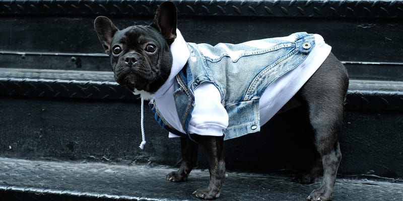 off white dog jacket
