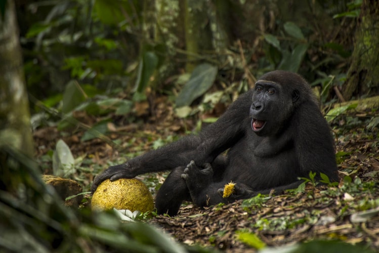 Incredible Images From 2017 Wildlife Photographer of the Year Awards