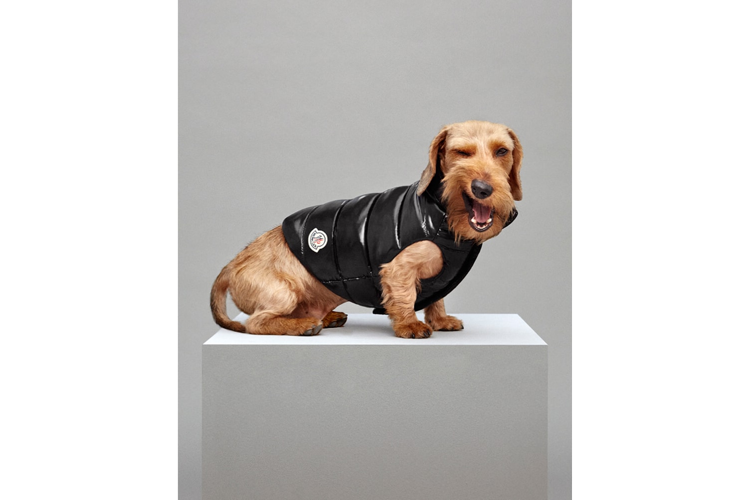 Moncler Mondog Dogs Outerwear Luxury Fashion Jackets Coats