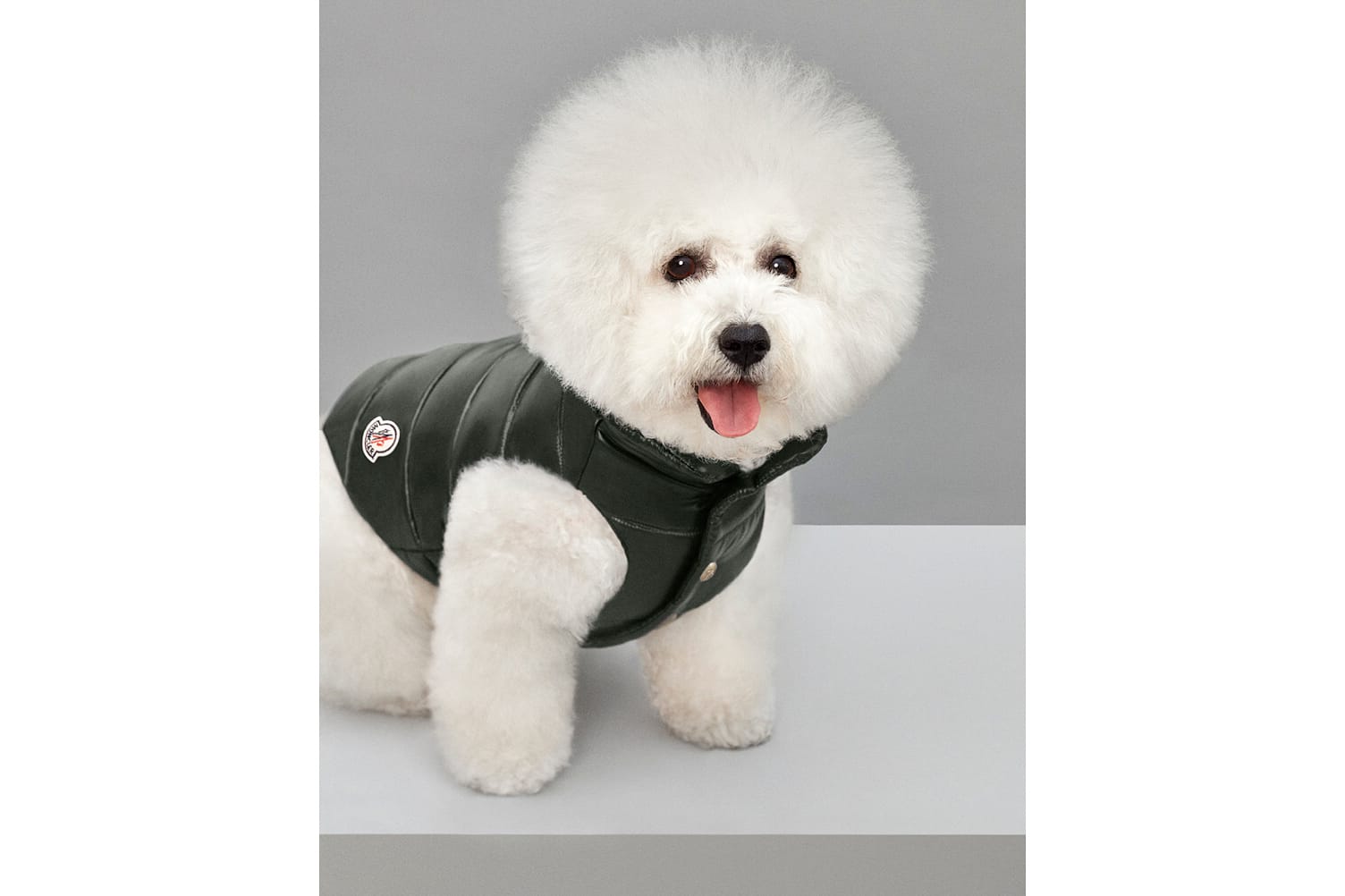 moncler dog jacket