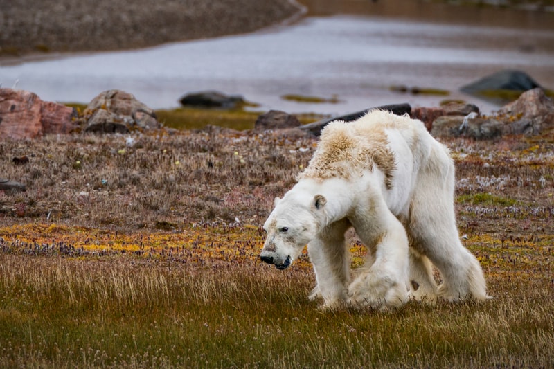 Time Magazine Top 10 Photos of 2017 Harvest Festival Tragedy Bangladesh Starvation Polar Bear Artic Conservation