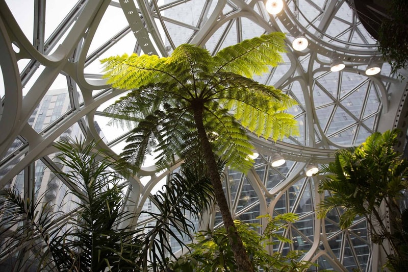 Amazon New Seattle Biospheres Look Inside Trees Southern California
