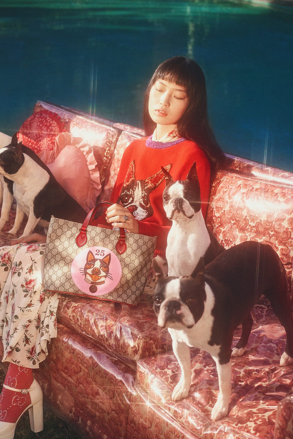 gucci dog collection