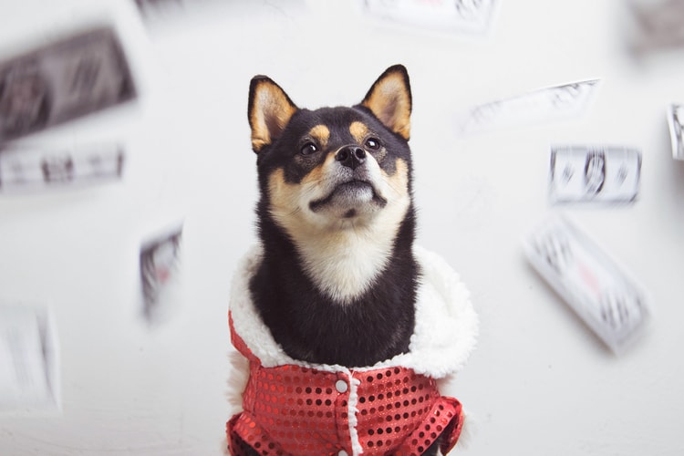 Dachi the Hype Shiba Drops Knowledge on Year of the Dog Resolutions