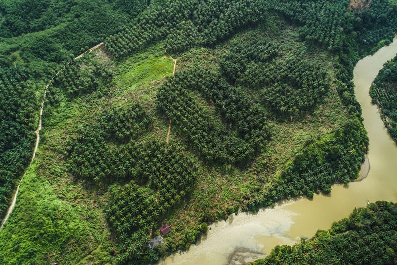 Ernest Zacharevic Carves Huge SOS Distress Call for Endangered Orangutans