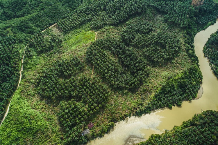 Ernest Zacharevic Carves Huge SOS Distress Call for Endangered Orangutans