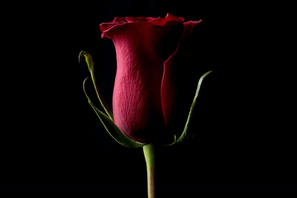 popular nft photos forever rose