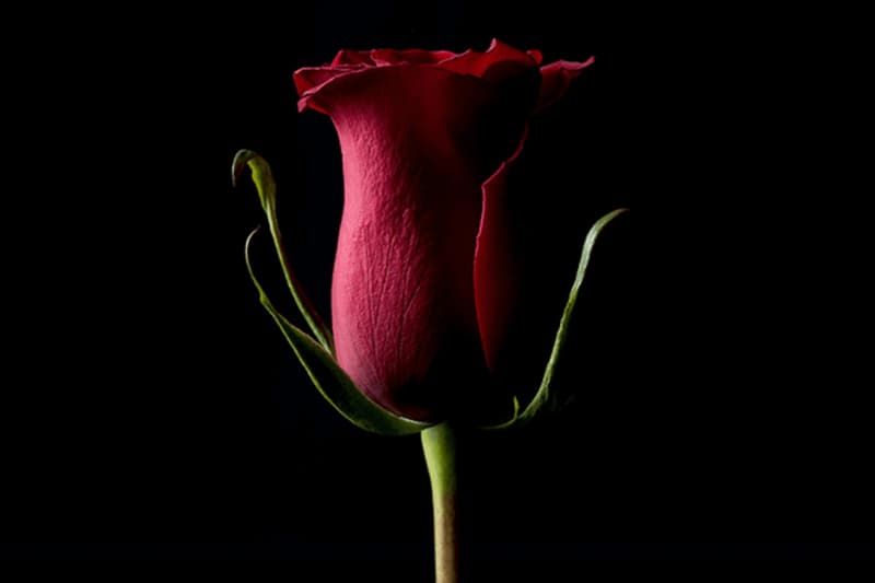 The Forever Rose Worlds Most Valuable Crypto Artwork Kevin Abosch