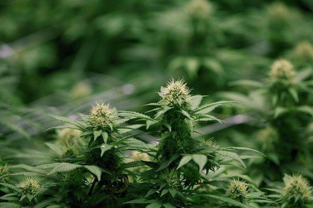 Компания по производству марихуаны впервые внесена в листинг NASDAQ в 2018 году cronos group Canada Canadian