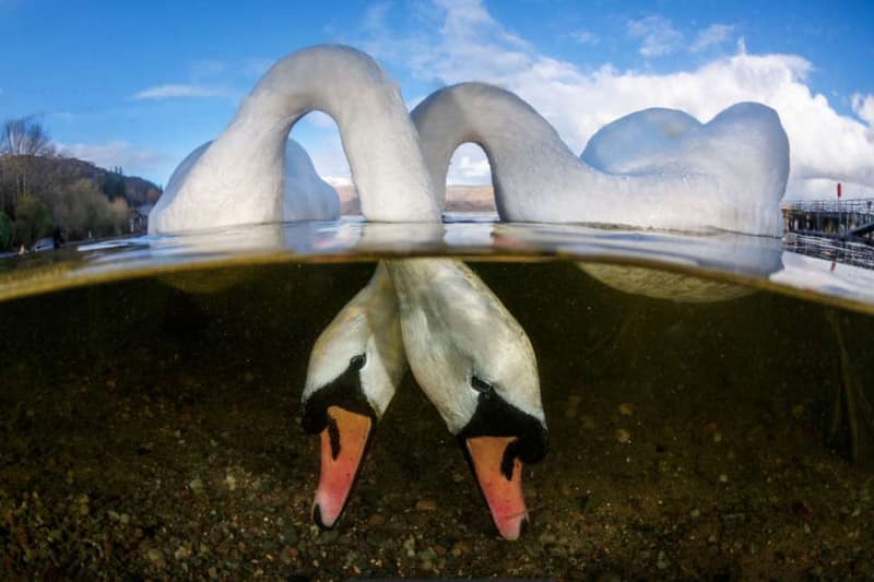 Underwater Photographer of the Year Photography Photos Competition Award Contest Cameras Art Technology