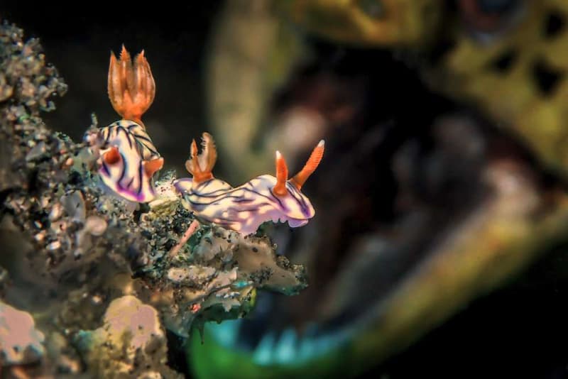 Underwater Photographer of the Year Photography Photos Competition Award Contest Cameras Art Technology