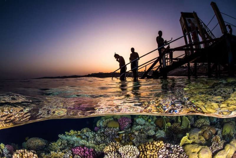 Underwater Photographer of the Year Photography Photos Competition Award Contest Cameras Art Technology