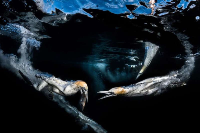 Underwater Photographer of the Year Photography Photos Competition Award Contest Cameras Art Technology