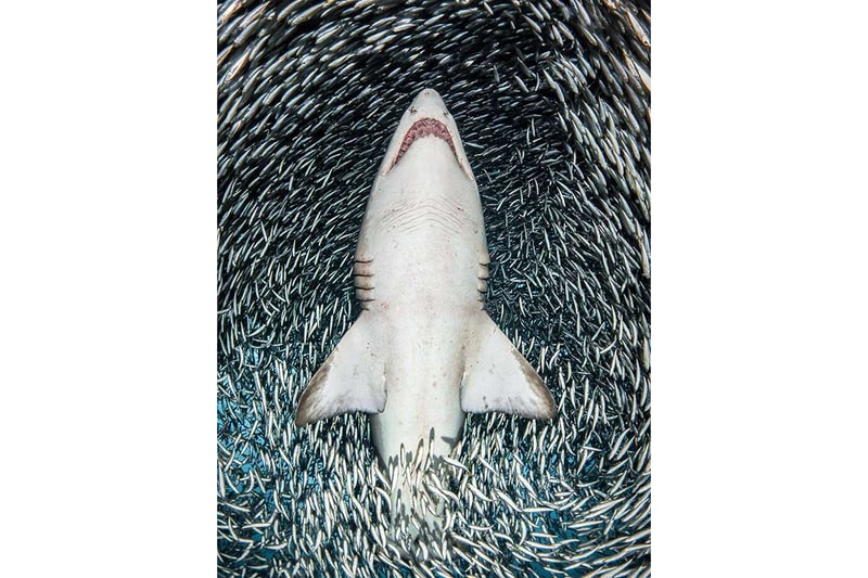 Underwater Photographer of the Year Photography Photos Competition Award Contest Cameras Art Technology