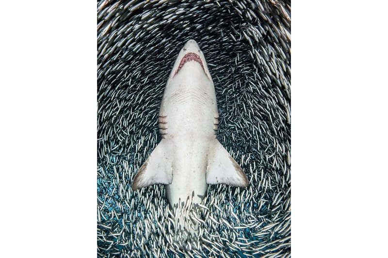 Underwater Photographer of the Year Photography Photos Competition Award Contest Cameras Art Technology