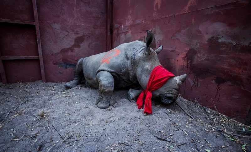 sony world photography awards photos pics images camera competition international travel portraiture wildlife nature news affairs