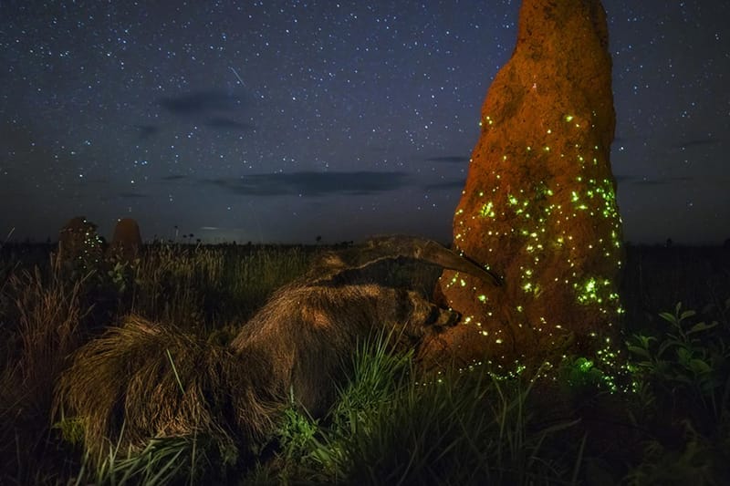 Wildlife Photographer Banned from Competition After Faking Image