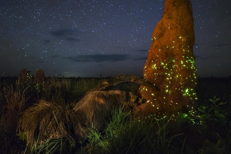 Wildlife Photographer Banned from Competition After Faking Image