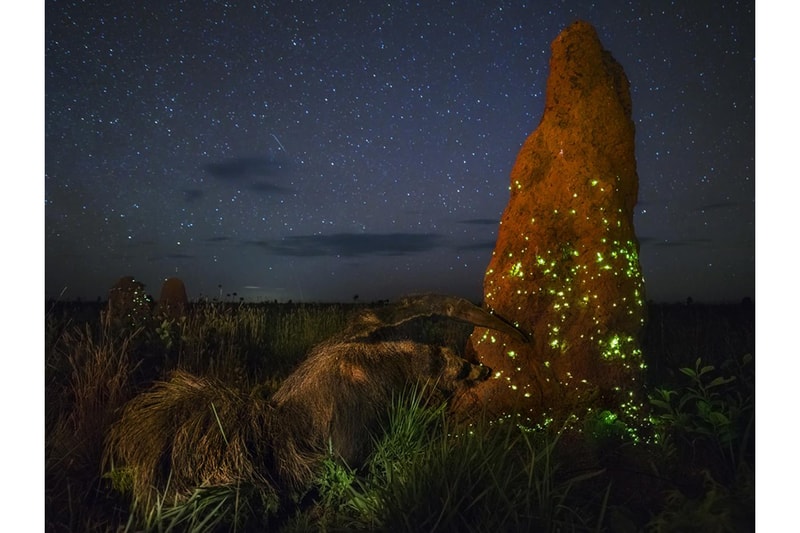 wildlife photographer of the year the natural history museum marcio cabral photography contest competition