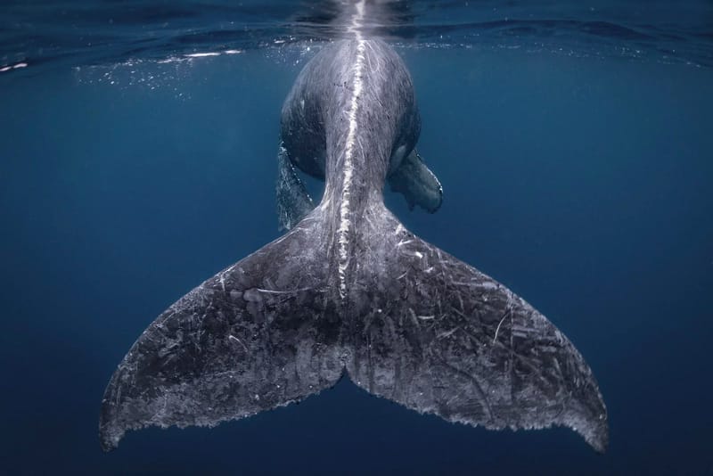 'National Geographic' Announces 2018 Travel Photographer of the Year