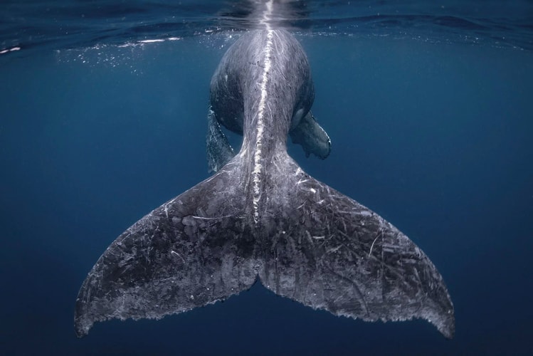 'National Geographic' Announces 2018 Travel Photographer of the Year