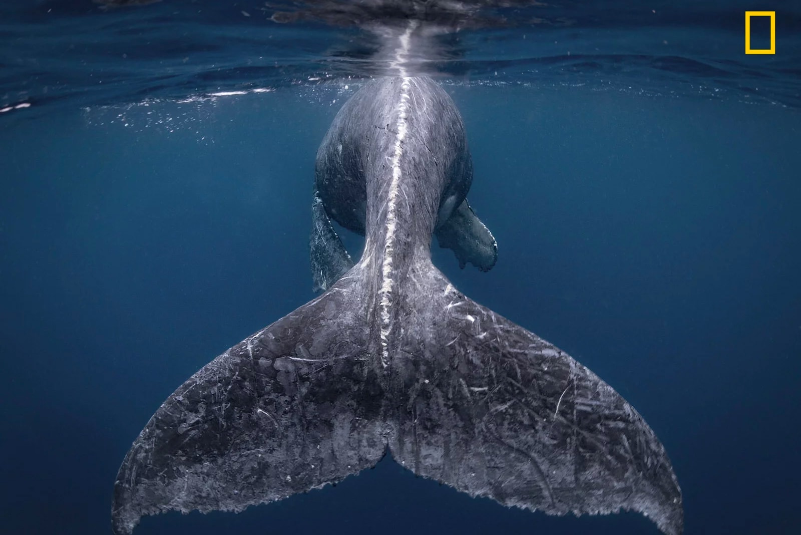 National Geographic 2018 Travel Photographer Winner nature sports people photography natgeo explore Reiko Takahashi whales