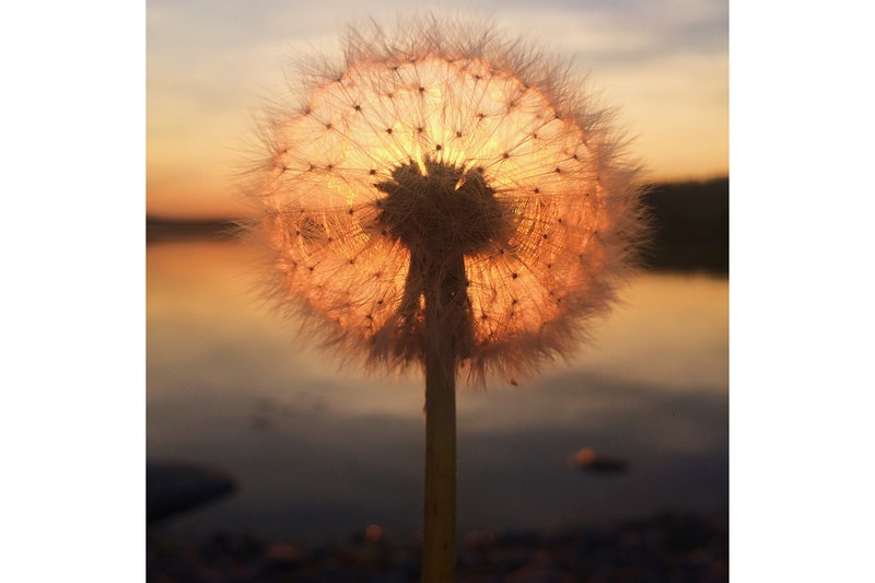 iphone photography awards contest images