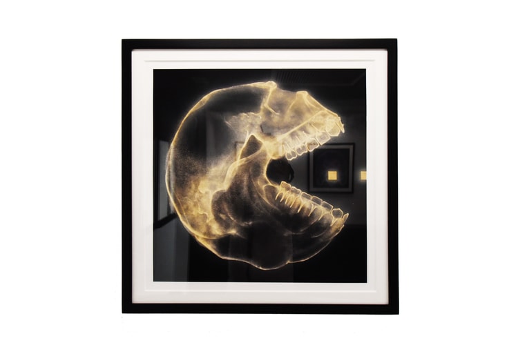 SHOK-1 Brings X-Ray Artworks to New Arsham/Fieg Gallery Exhibit