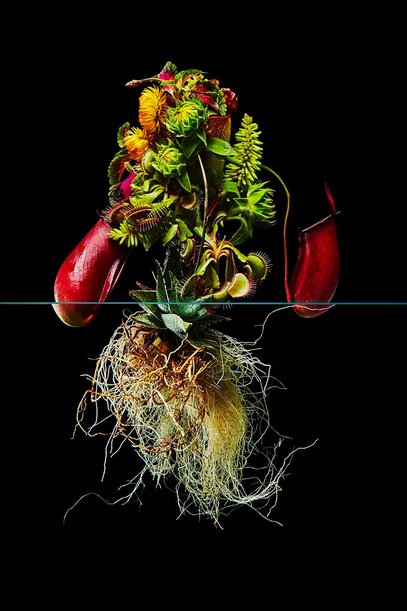 Azuma Makoto "Undersurface Flowers" Photo Series composition perfect blossoms roots under over nature japanese art tokyo flower artist