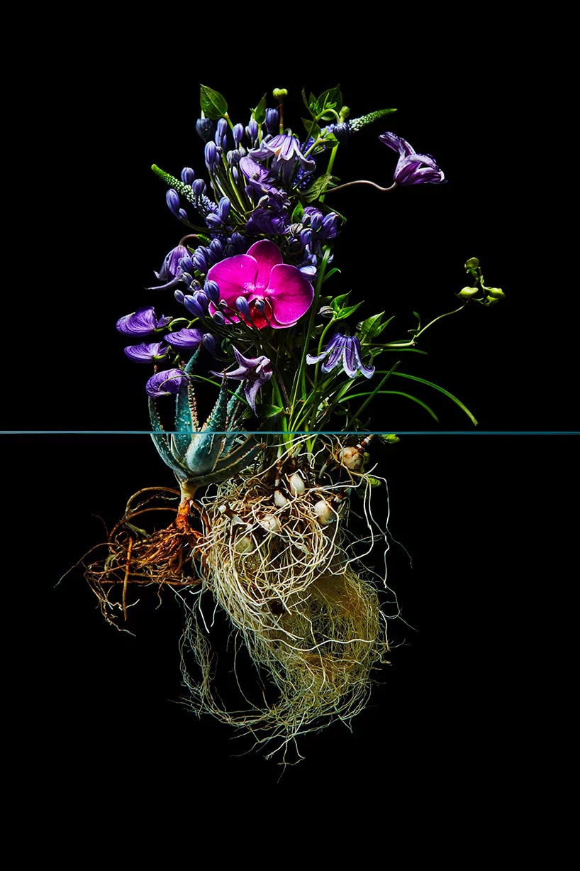 Azuma Makoto "Undersurface Flowers" Photo Series composition perfect blossoms roots under over nature japanese art tokyo flower artist