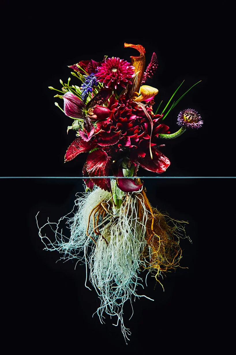 Azuma Makoto "Undersurface Flowers" Photo Series composition perfect blossoms roots under over nature japanese art tokyo flower artist