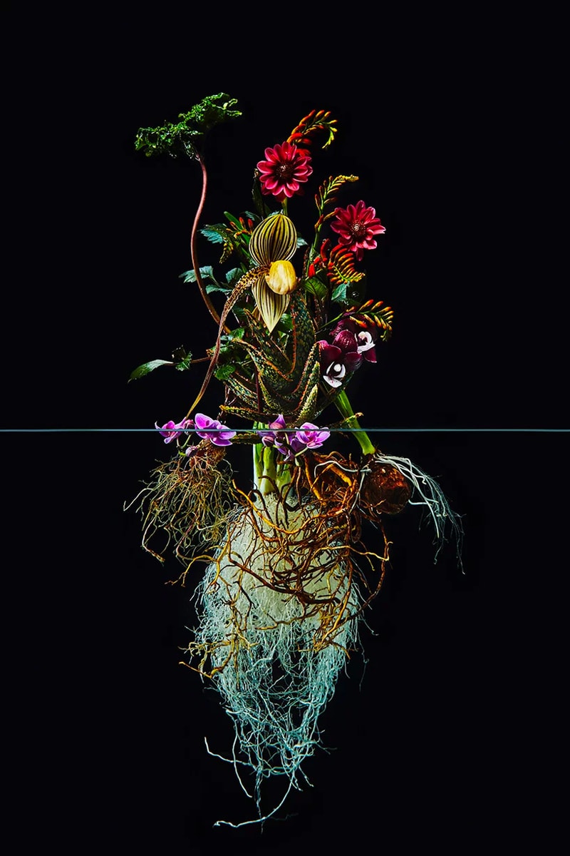 Azuma Makoto "Undersurface Flowers" Photo Series composition perfect blossoms roots under over nature japanese art tokyo flower artist