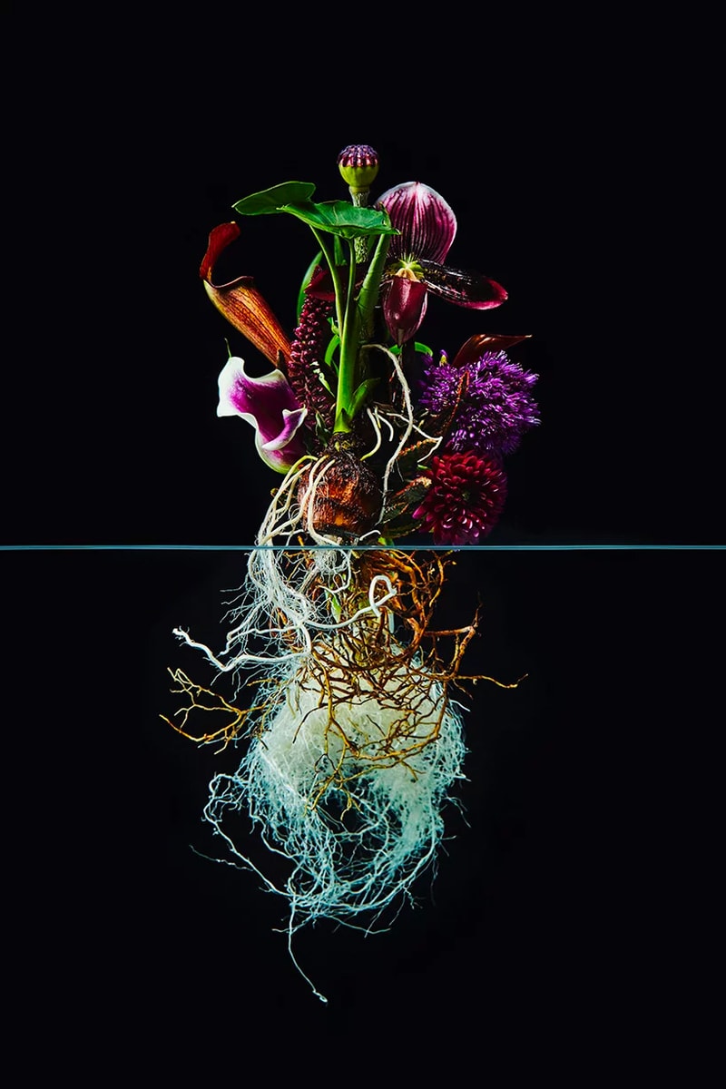 Azuma Makoto "Undersurface Flowers" Photo Series composition perfect blossoms roots under over nature japanese art tokyo flower artist