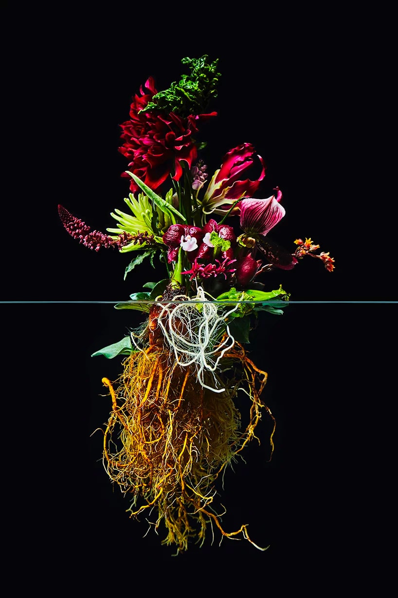 Azuma Makoto "Undersurface Flowers" Photo Series composition perfect blossoms roots under over nature japanese art tokyo flower artist