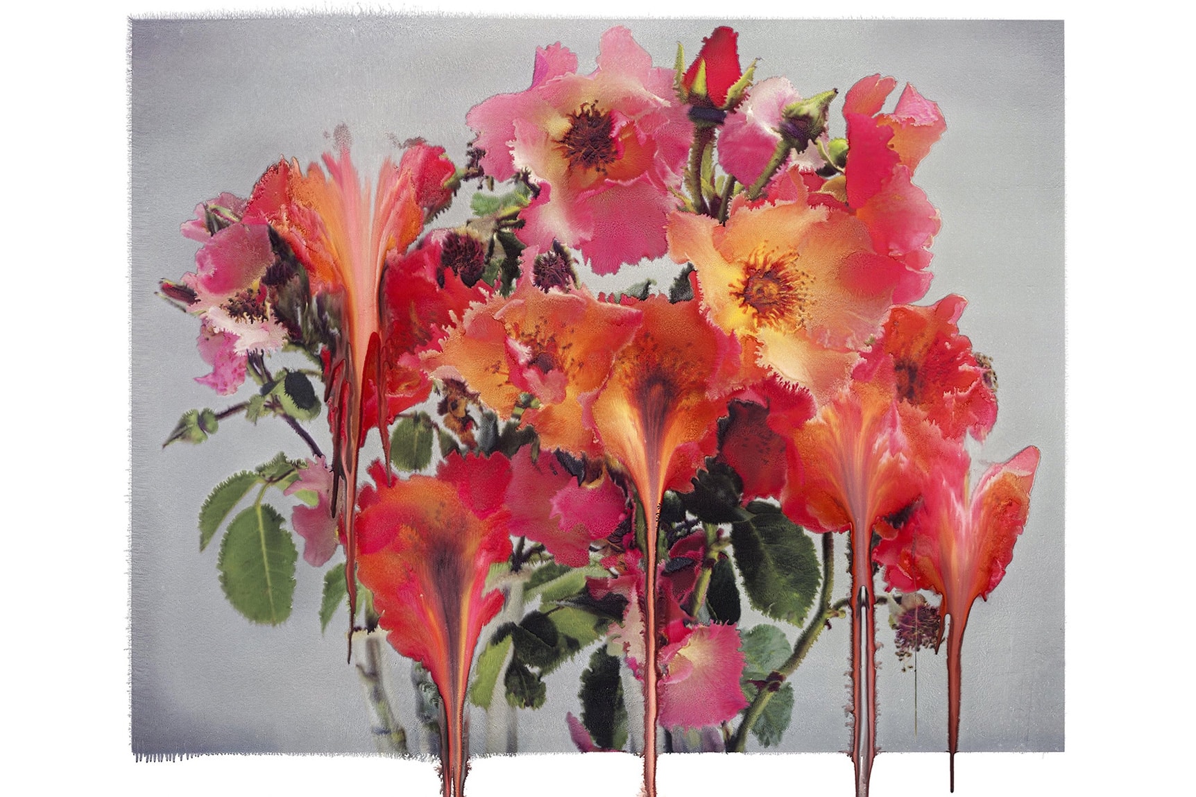 Nick Knight 'Still' Exhibition The Mass Tokyo art Flora, Roses, Photo Paintings, and Roses from My Garden date japan