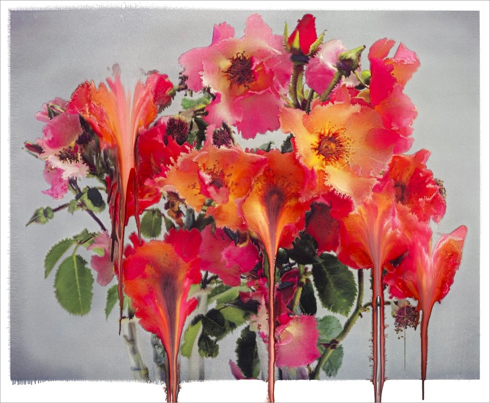 Nick Knight 'Still' Exhibition The Mass Tokyo art Flora, Roses, Photo Paintings, and Roses from My Garden date japan