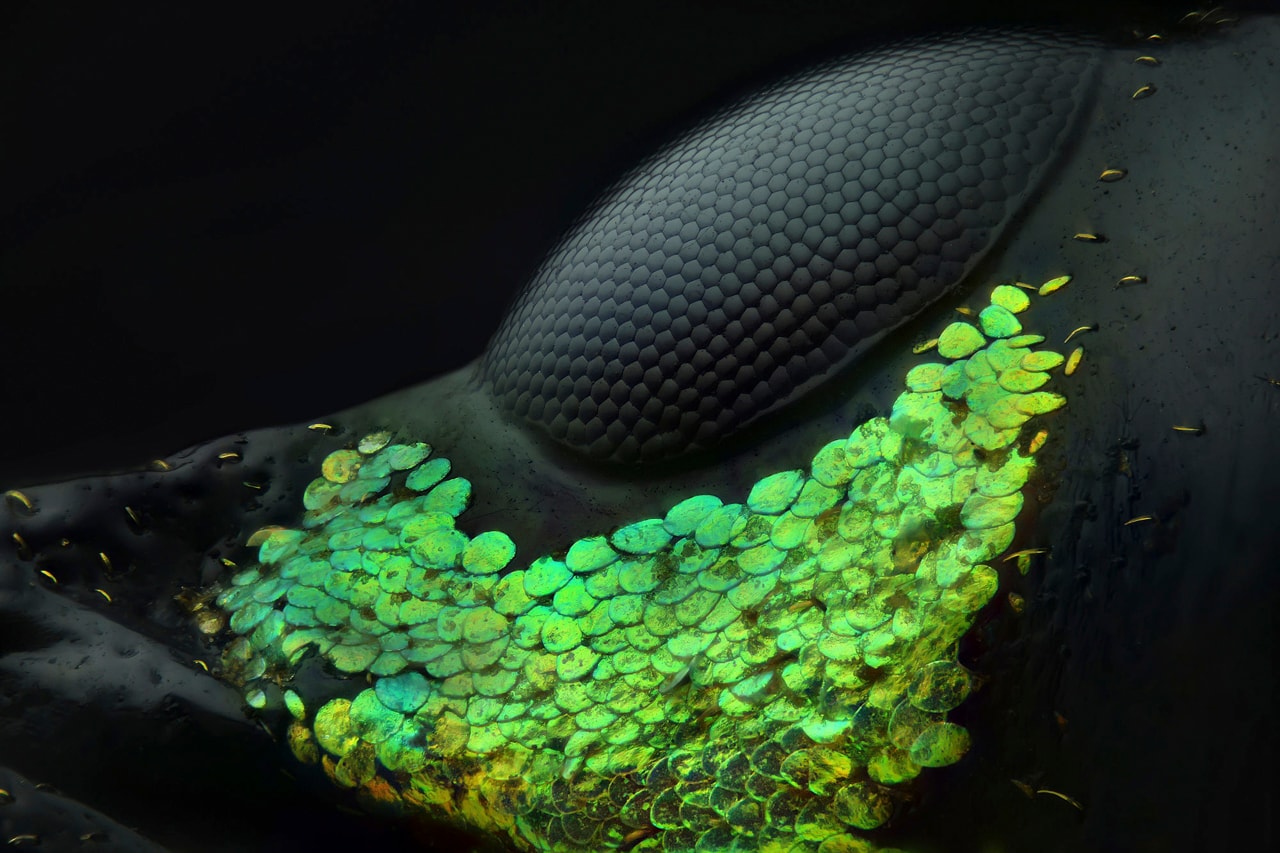 Nikon 2018 Small World Photomicrography competition Winners photography science microscope lens light imagery submit