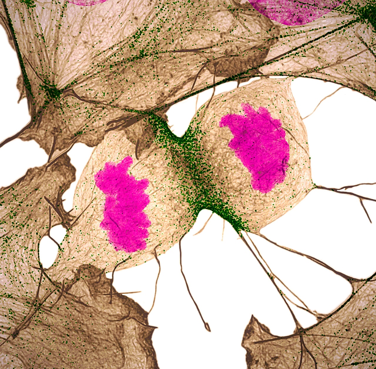 Nikon 2018 Small World Photomicrography competition Winners photography science microscope lens light imagery submit