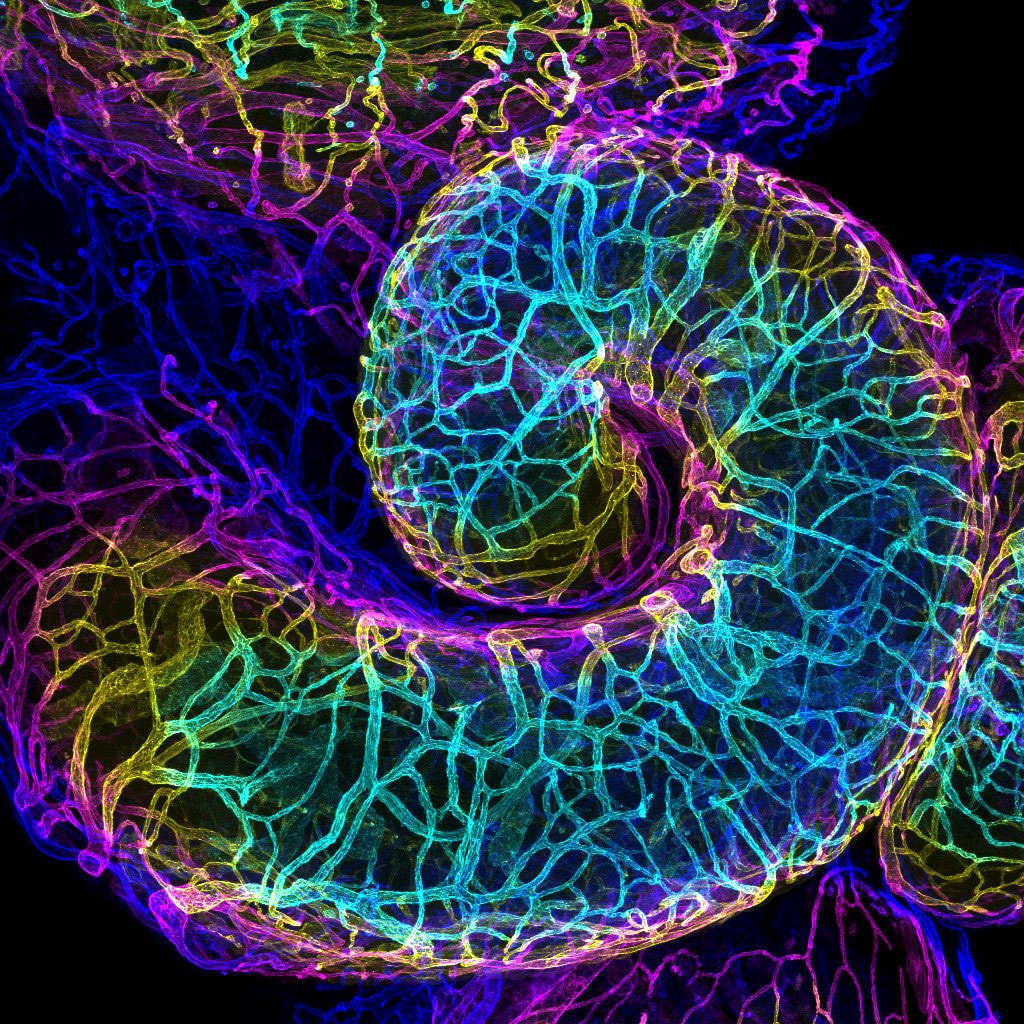 Nikon 2018 Small World Photomicrography competition Winners photography science microscope lens light imagery submit