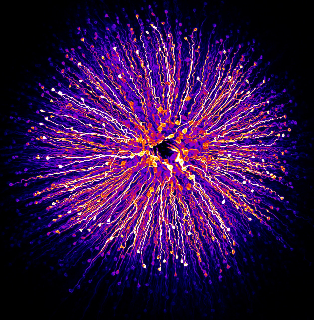 Nikon 2018 Small World Photomicrography competition Winners photography science microscope lens light imagery submit