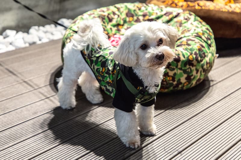 Baby Milo's Pet Collection Pop-Up bape a bathing ape dogs monkeys pet stuff hong kong