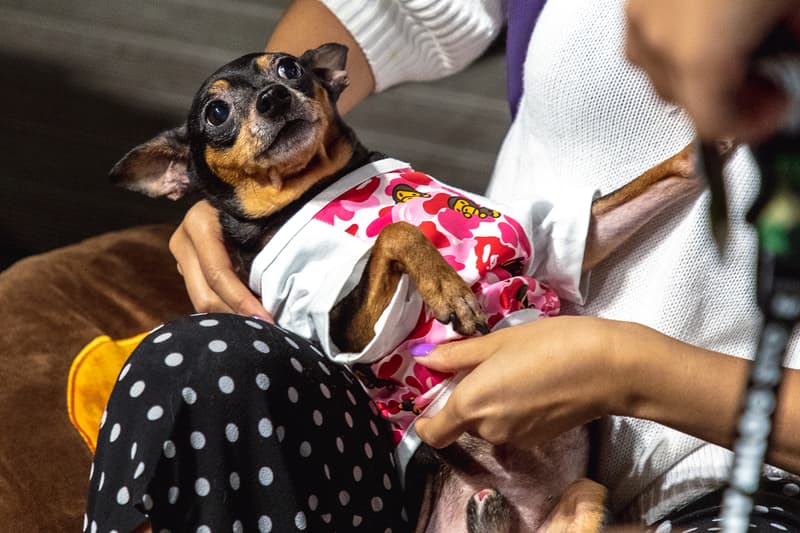 Baby Milo's Pet Collection Pop-Up bape a bathing ape dogs monkeys pet stuff hong kong
