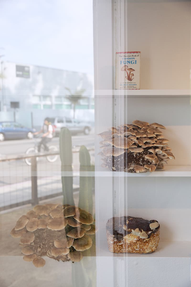 Olderbrother Opens Mushroom launch debut California Store venice beach party collection dye chaga bungalow fall winter 2018