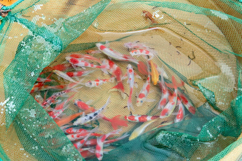 Riusuke Fukahori Unveils New Life-Like Resin Artworks of Goldfish