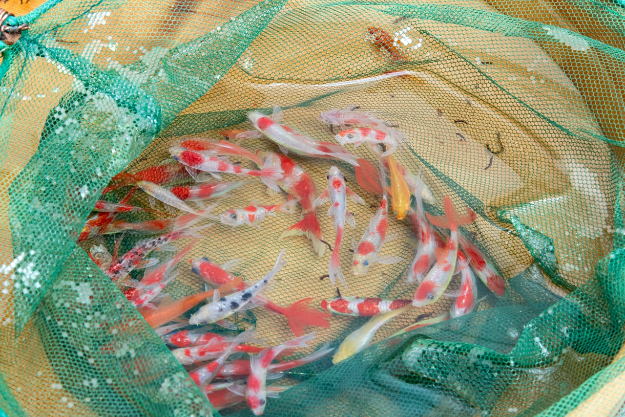 riusuke fukahori goldfish blossoms artworks art artist